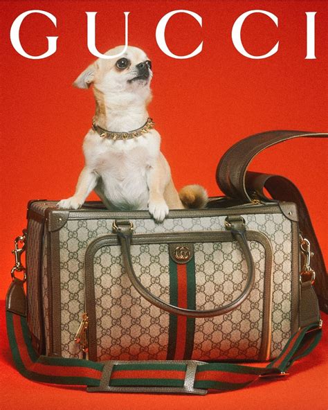 dog bag gucci|new Gucci pet collection.